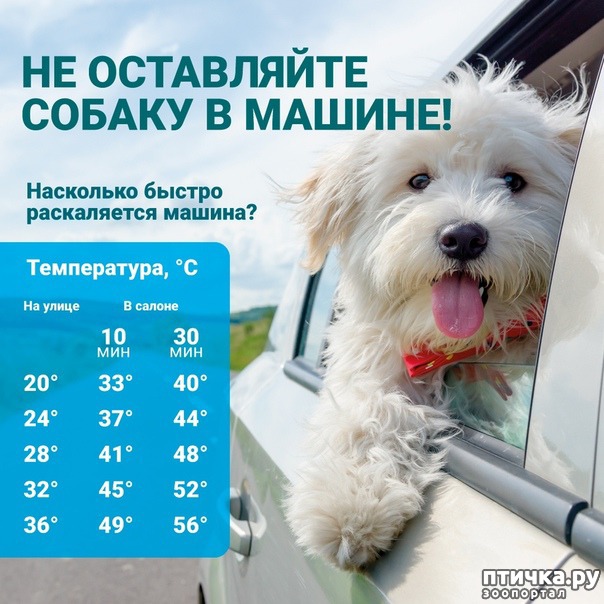 Как помочь собаке в жару: если животное в квартире, старой собаке перенести жару