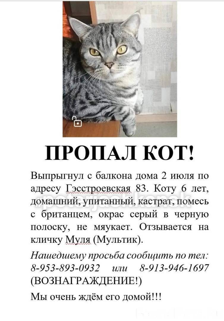 У кошки пропал голос: в чем причина и что делать, почему котенок или кот хрипит, когда мяукает?