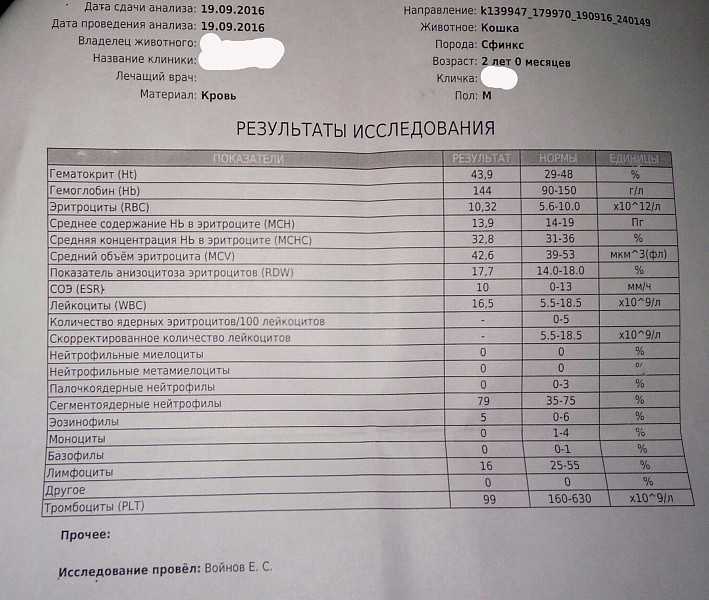 9 причин почему у кошки кровь в моче - симптомы и лечение