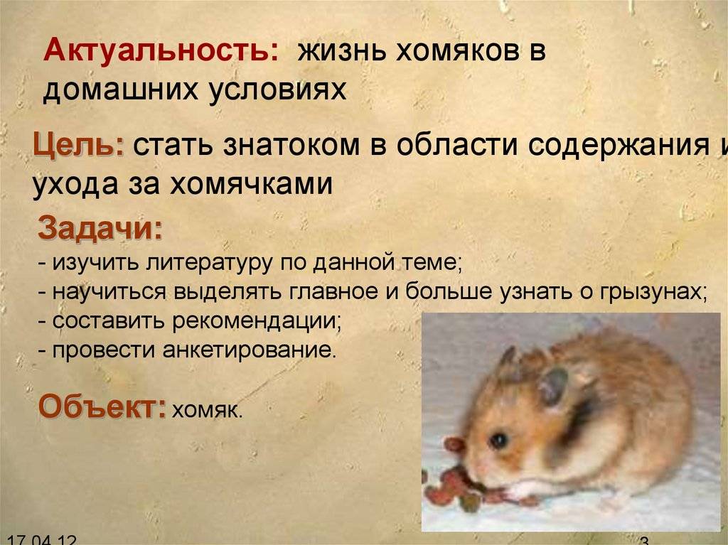 Хомячок кэмпбелла: описание породы, уход и содержание, питание и продолжительность жизни