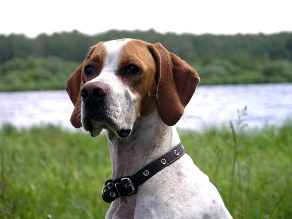 Порода собак пойнтер: фото, описание и отзывы охотников