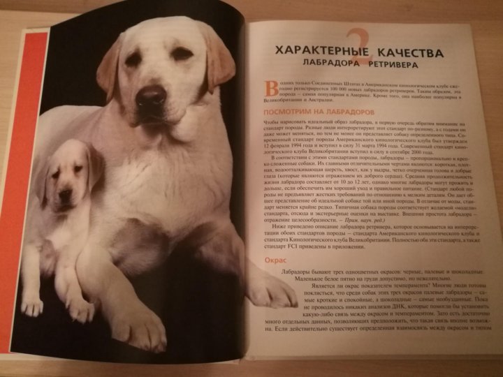 Лабрадоры: плюсы и минусы содержания в квартире, отзывы владельцев