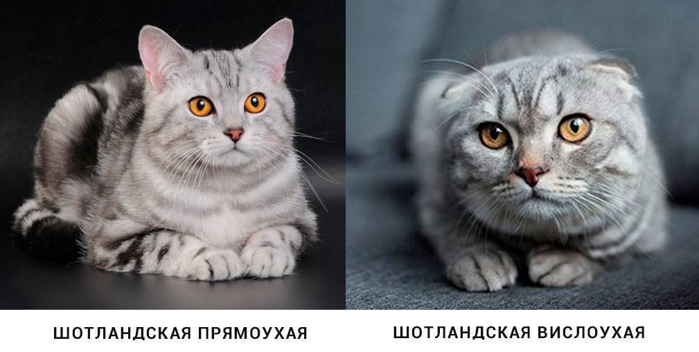 Отличие британских кошек от шотландских