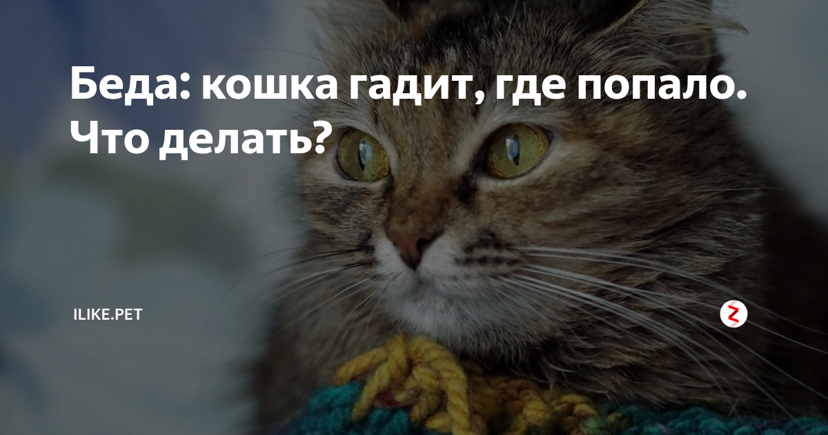 5 причин, почему кошка гадит дома на пол: что делать