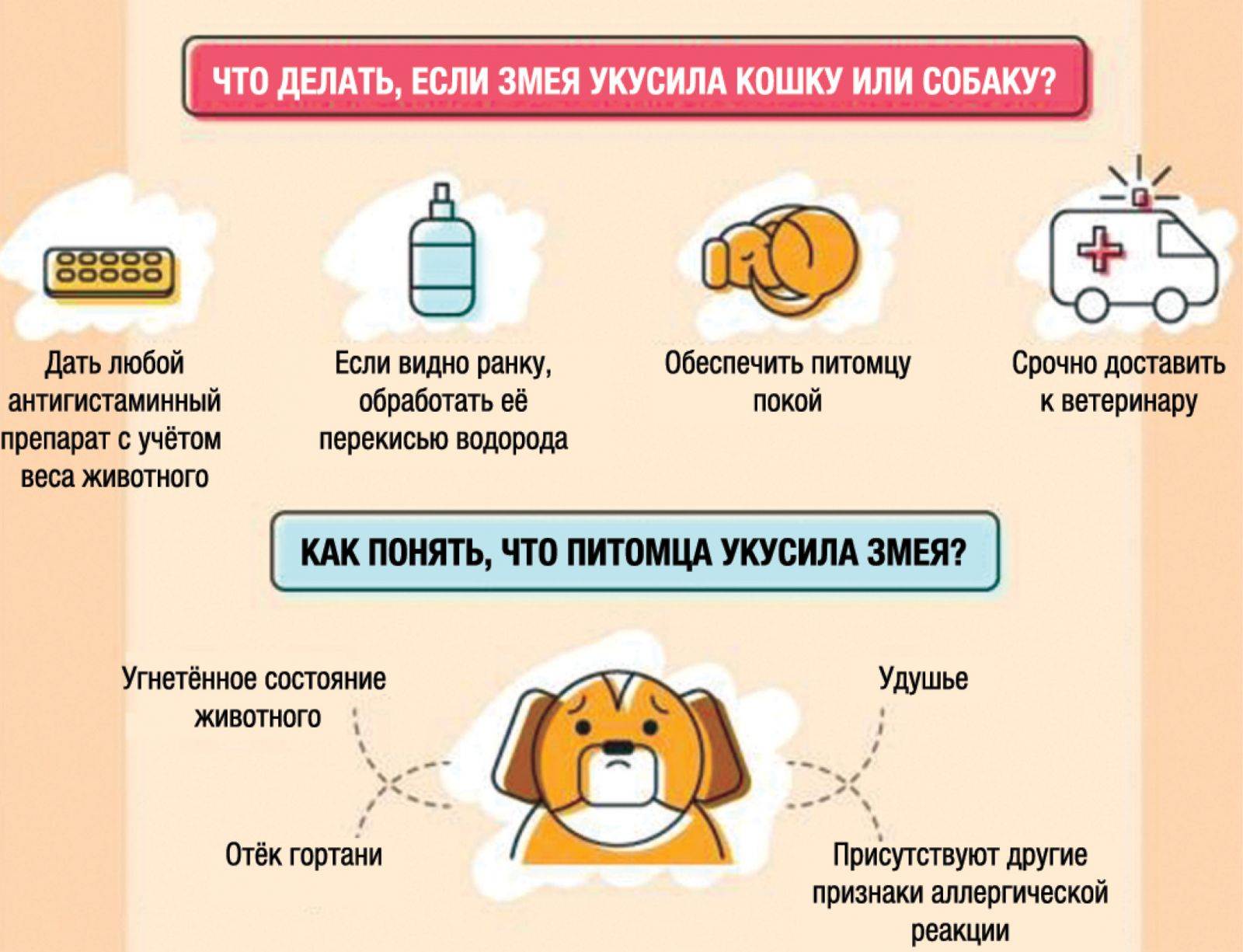 Что делать если укусила кошка или кот?