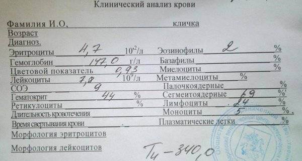 Кот писает кровью: причины, что делать, медикаментозное и народное лечение, опасно ли