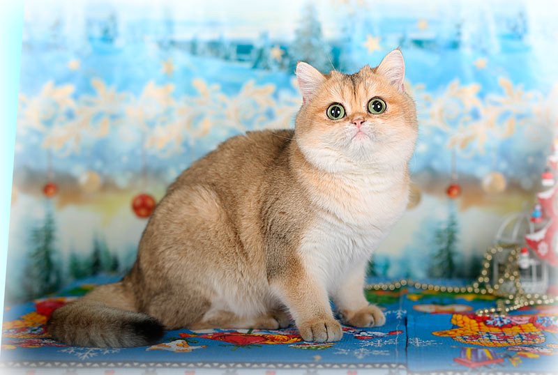 Кошка британская шиншилла: фото, описание породы и особенности характера