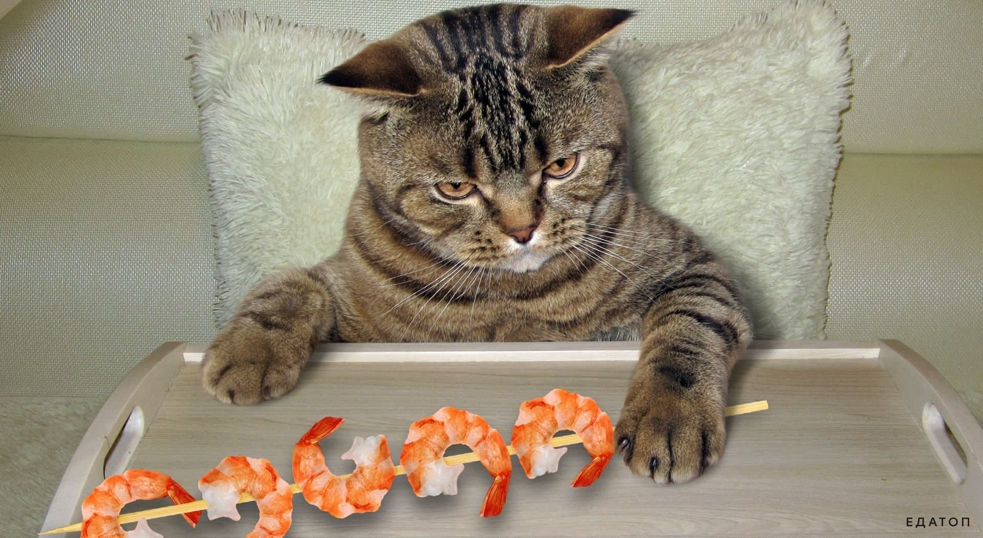 Можно ли давать котам креветки вареные