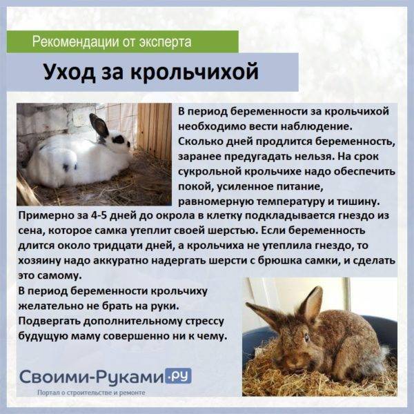Беременность и роды кроликов: сроки, признаки, правила ухода