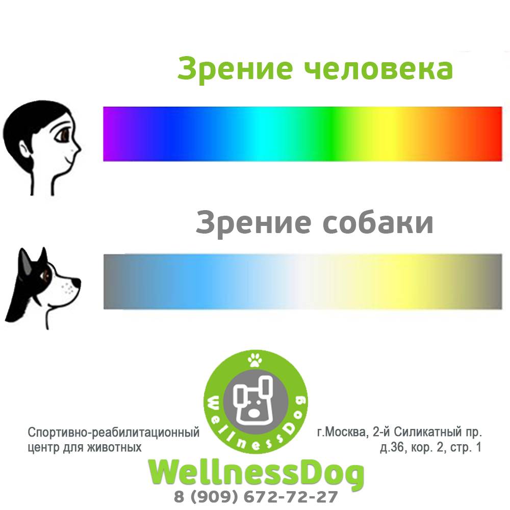 Сколько цветов способны различать собаки: черно-белое зрение, красный цвет