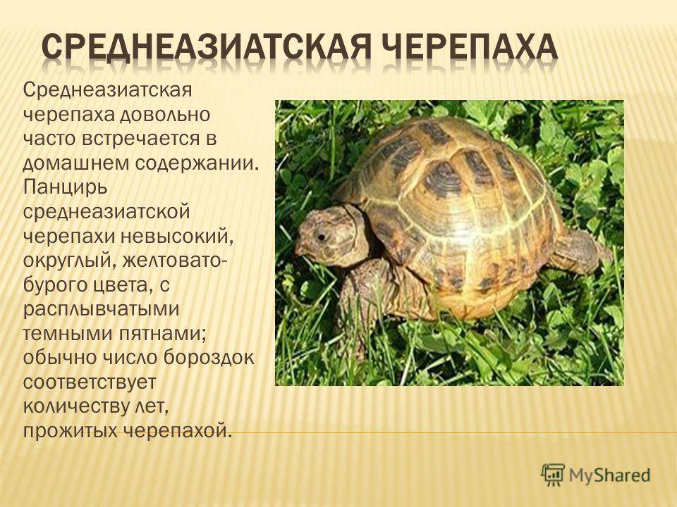 Зелёная черепаха — животное красной книги зелёная черепаха