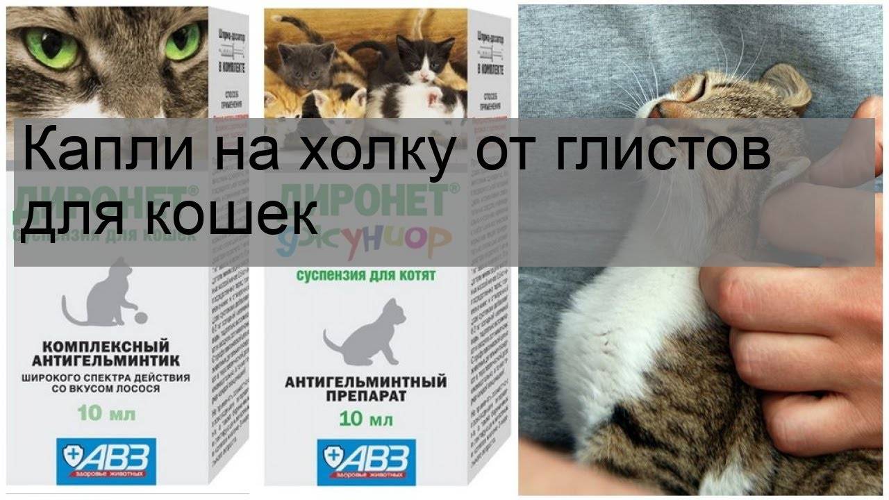 Таблетки и другие средства от глистов для кошек