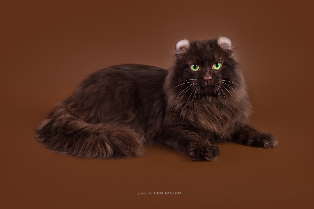Йоркская шоколадная кошка