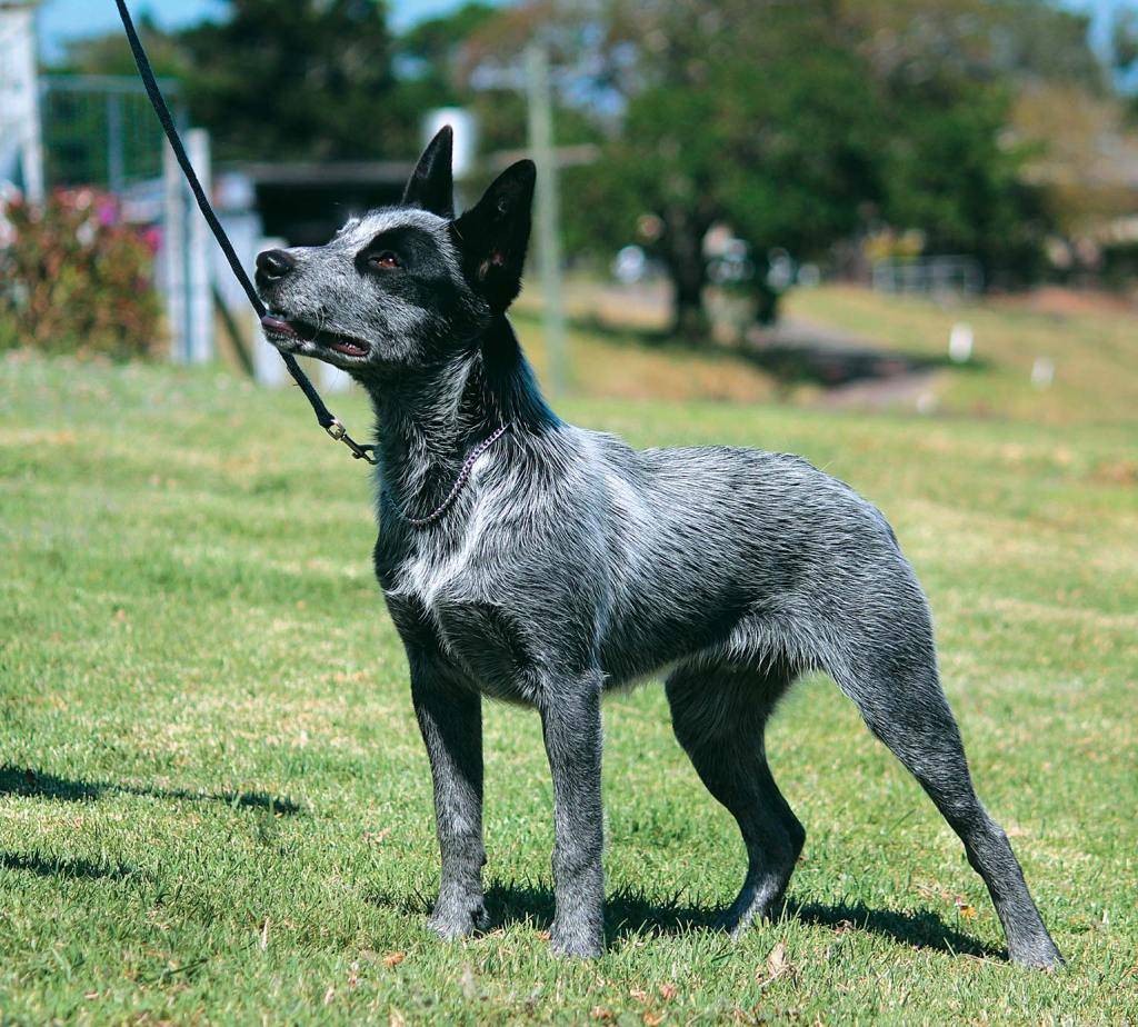 Австралийская короткохвостая пастушья собака (АКПС)