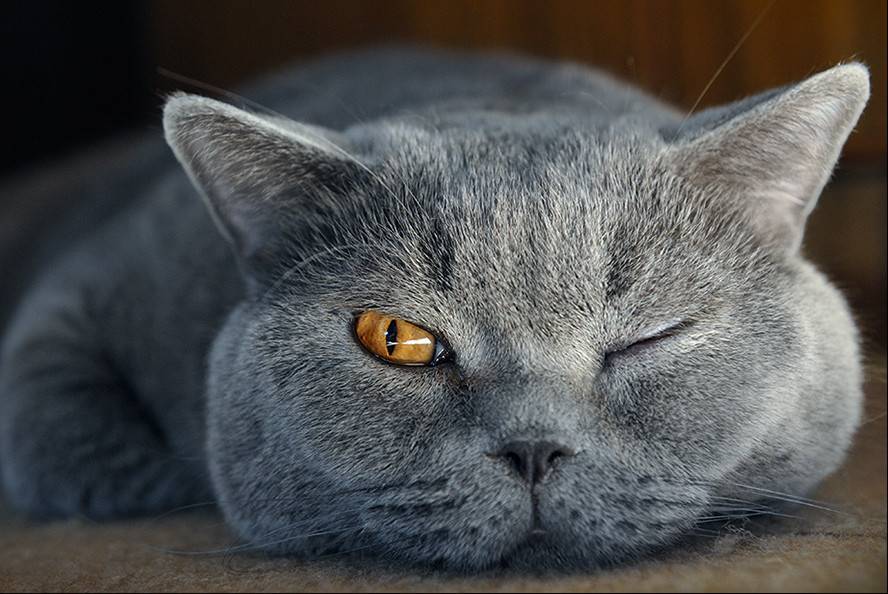Кошка постоянно щурит один глаз. почему кошка щурит один глаз? катаются вперед - назад по ковру