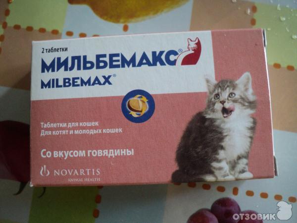 Что делать если котенок очень активный?