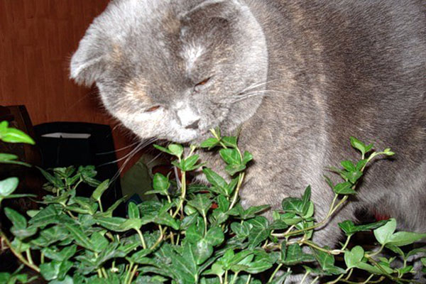 Какую траву едят кошки? | ваши питомцы