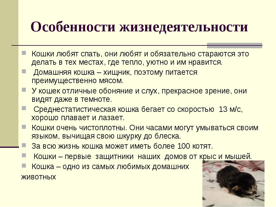 Кошка неадекватно себя ведет дома