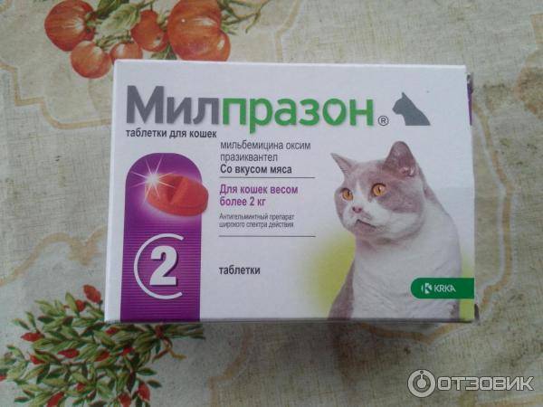 Кот не ест и не пьёт: тревожные симптомы, которые должны насторожить