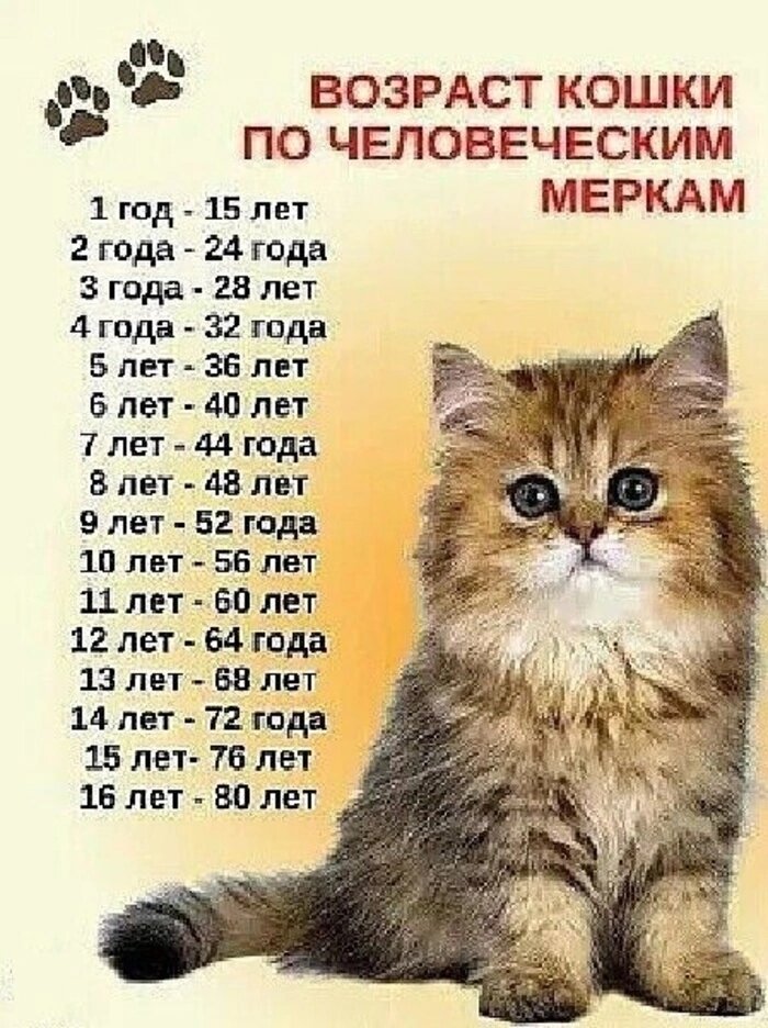 Сколько лет живут кошки и коты:  как продлить им жизнь