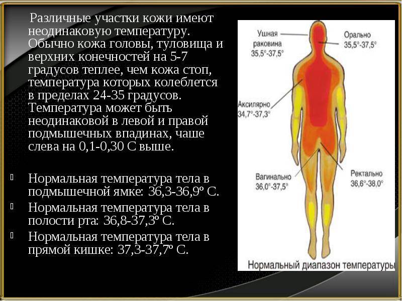 Свиньи температура тела, температура у свиней (фото и видео)