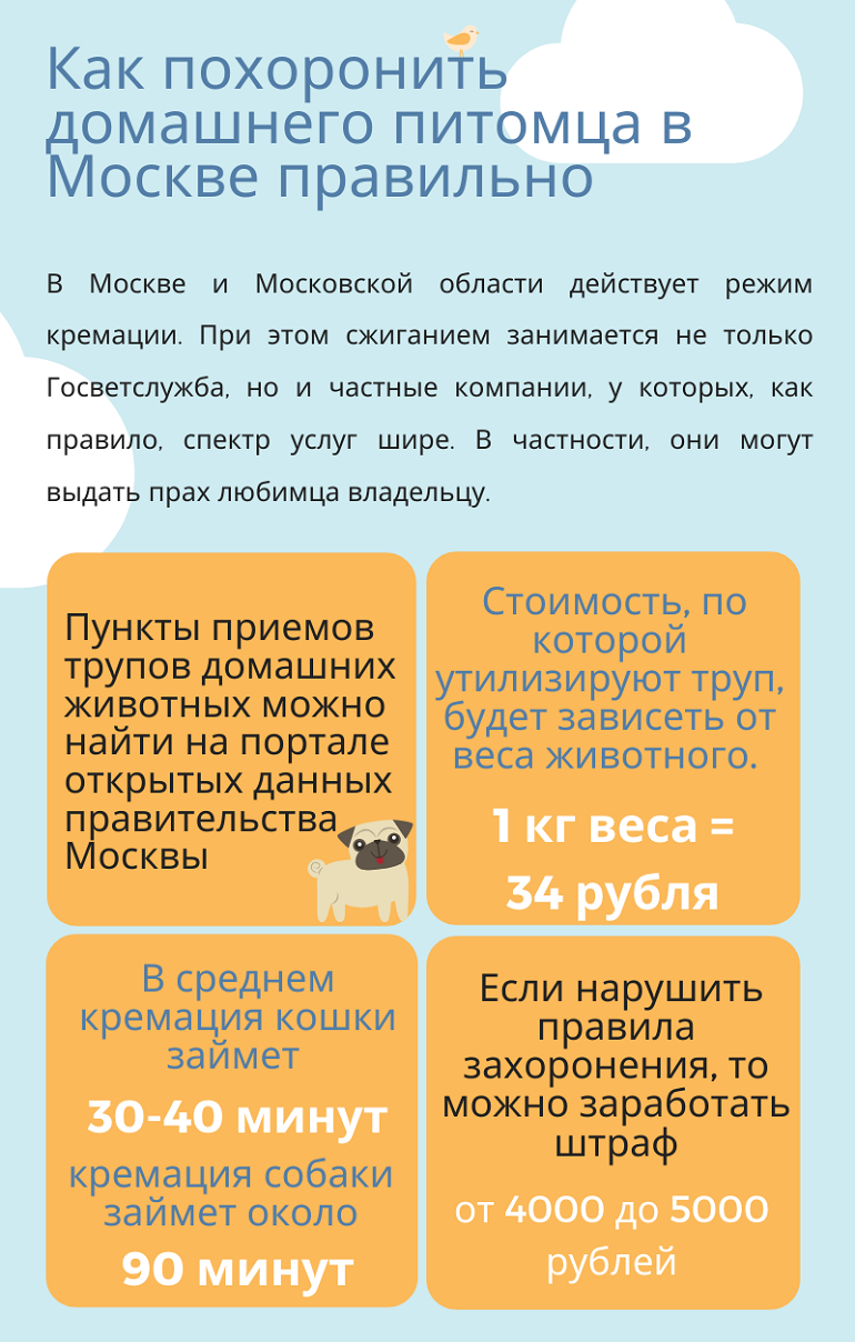 Можно ли хоронить животных, как и где хоронят собак и котов - православные иконы и молитвы