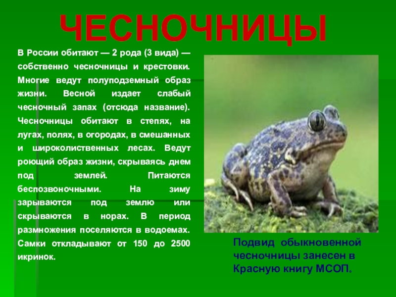 Чесночница ???? описание амфибии, особенности, виды, среда обитания