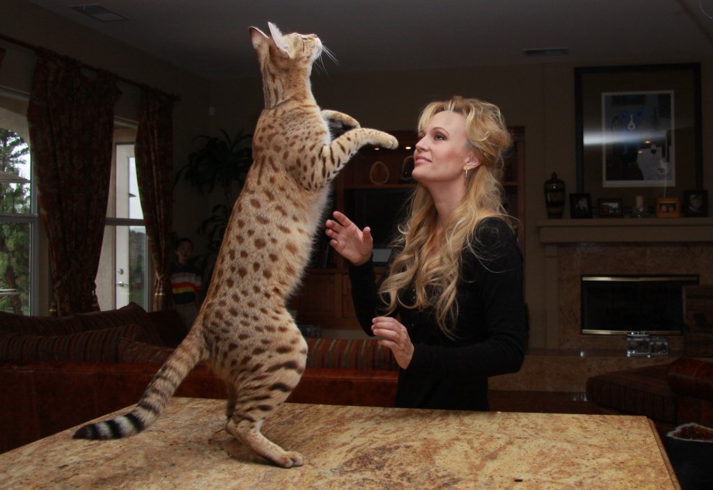 Самые большие домашние кошки в мире: сколько весят представители крупнейших пород?