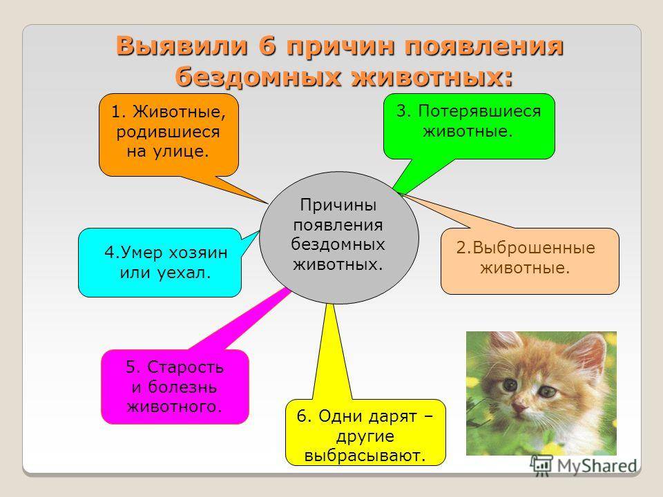 Колтуны у кошки: причины, опасности и способы устранения в домашних условиях, как безболезненно расчесать кота
