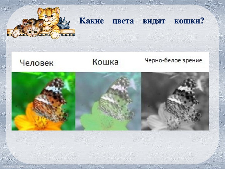 Какое зрение у кошек цветное или чёрно белое?