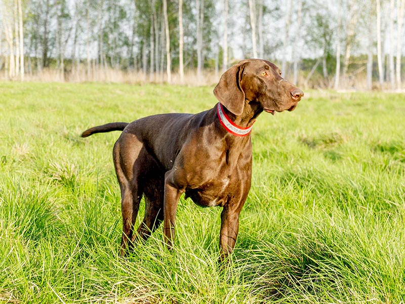 ᐉ 12 лучших легавых пород собака: фото, описание и стоимость - kcc-zoo.ru
