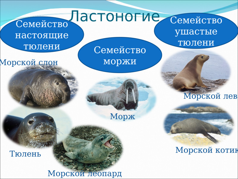 Ластоногие