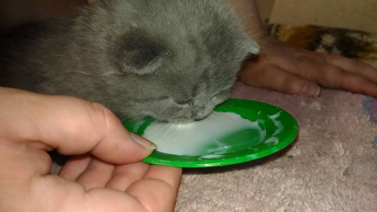 Как научить котенка пить воду