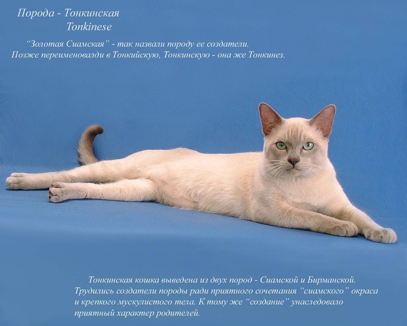 Самые интересные и популярные породы короткошерстных кошек. описание и фото — ботаничка