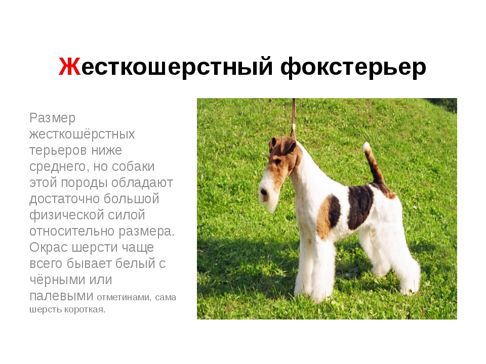 ᐉ описание породы гладкошерстный фокстерьер - ➡ motildazoo.ru