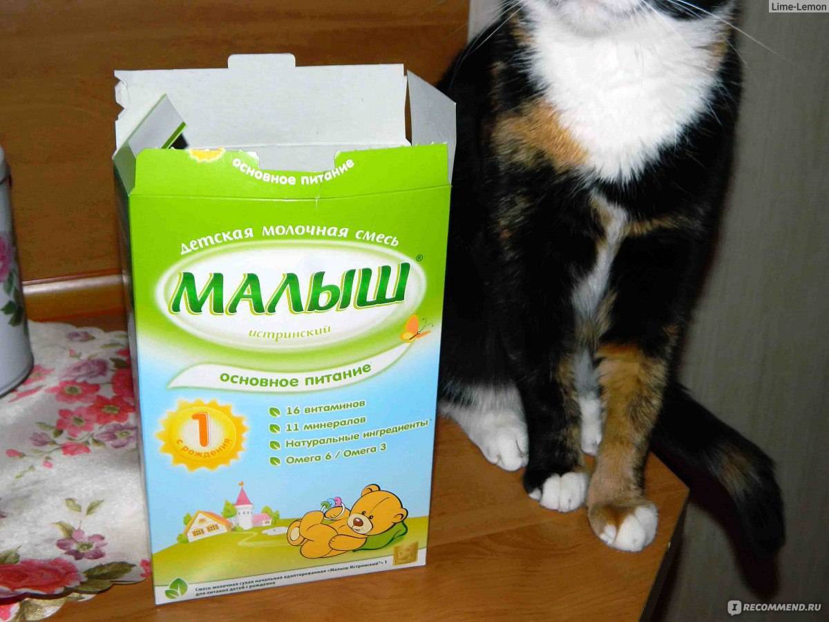 Можно ли кошкам молоко