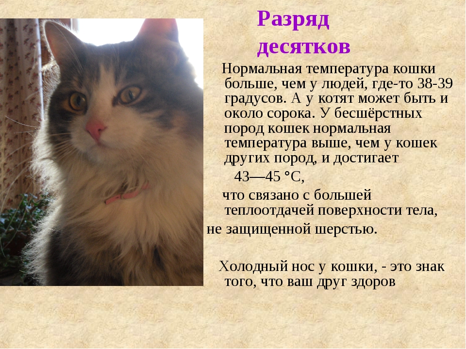 Какая температура тела у кошки считается нормальной