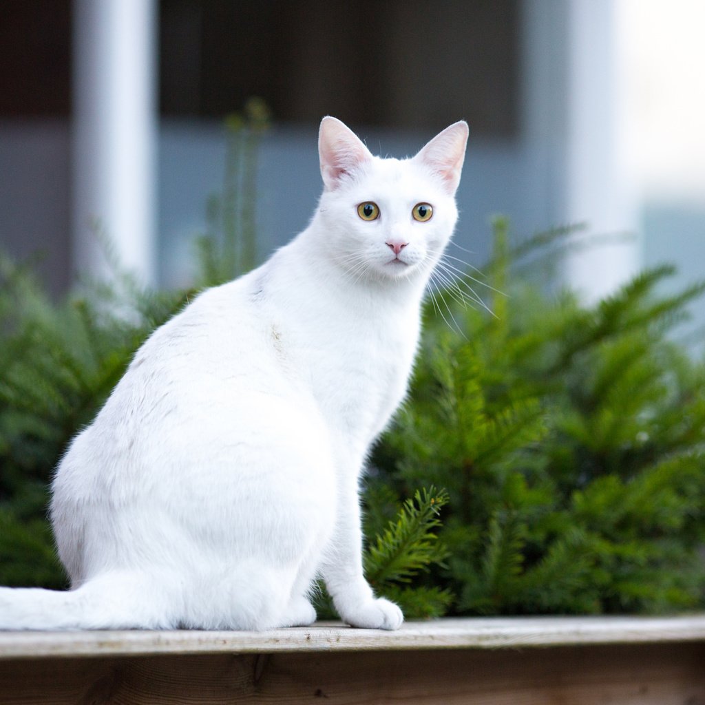 Самое подробное описание породы анатолийских кошек: внешний, вид и уход