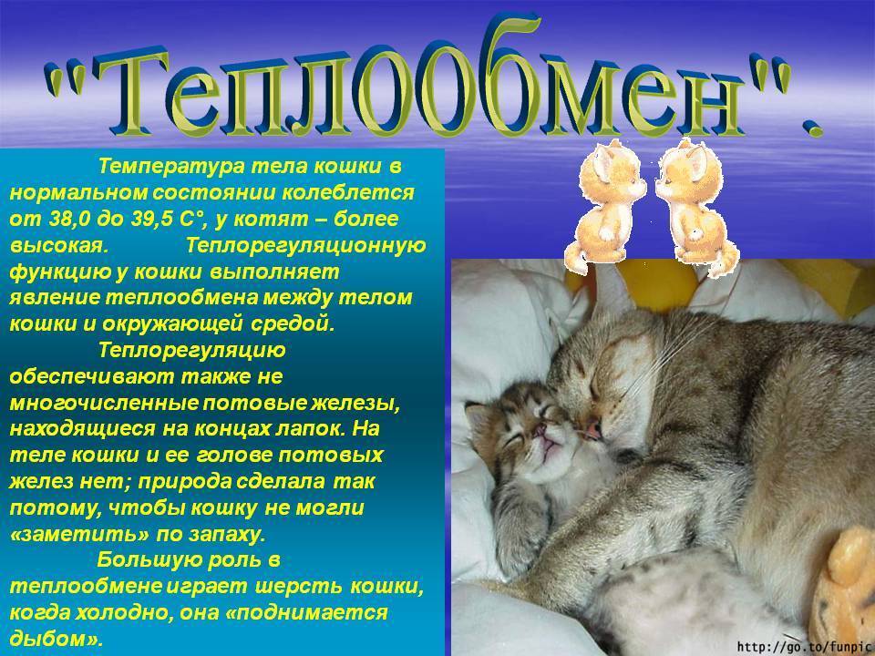 Высокая температура у кошек - симптомы, лечение, препараты, причины появления | наши лучшие друзья