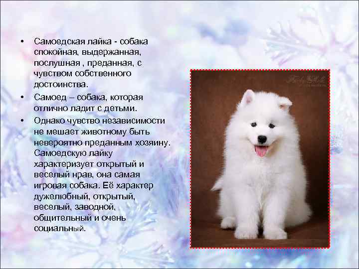 Порода собак самоед: почему так назвали? - gafki.ru