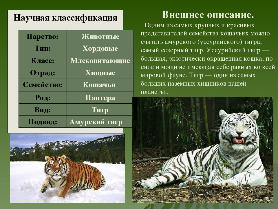 Какие особенности внешнего строения тигра. Уссурийский тигр систематика. Амурский тигр описание. Описание лемурского тигра.