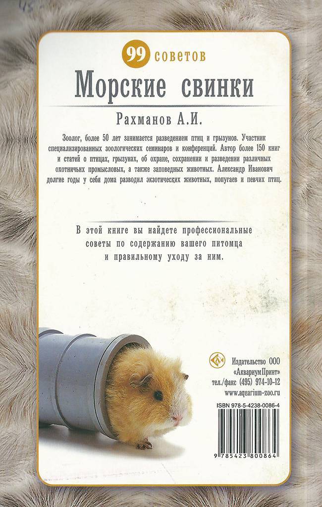 Морская свинка рекс: фото и описание породы