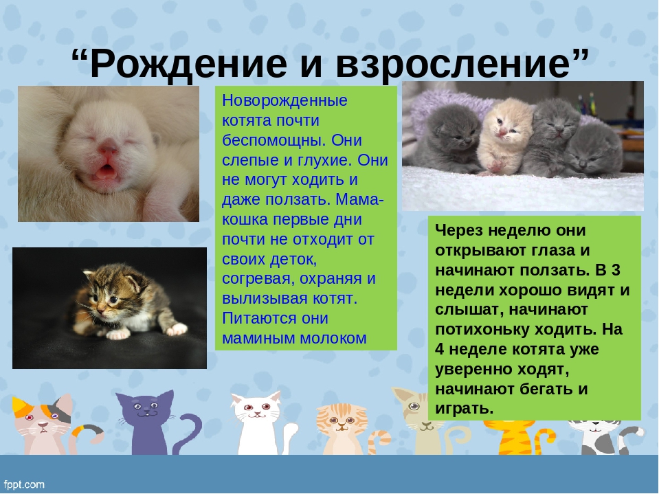 Когда котята открывают глаза после рождения: особенности у разных пород. через сколько дней питомцы начинают видеть окружающий мир