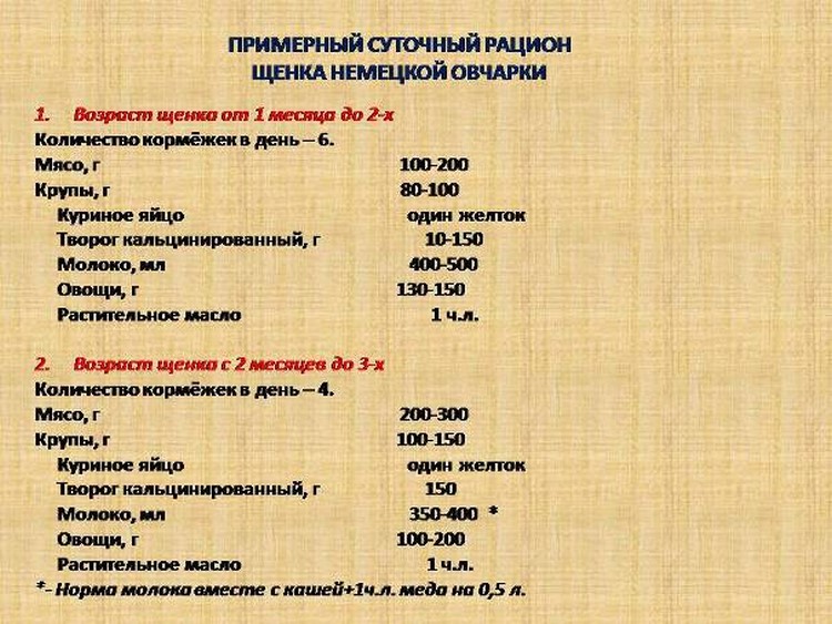Уход за щенком немецкой овчарки