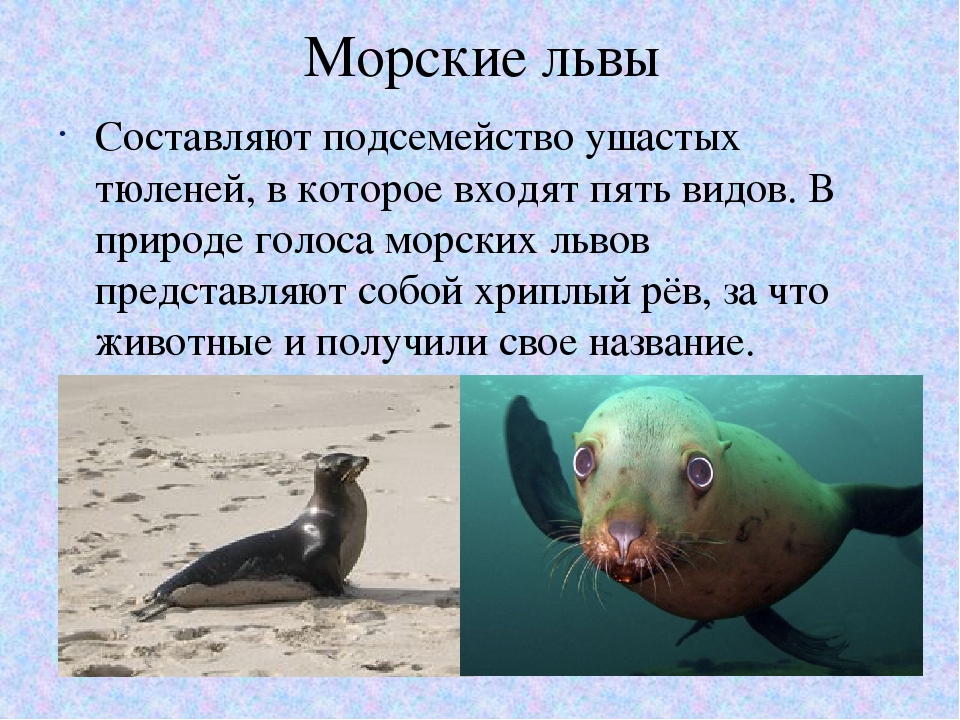 Сивуч: описание, среда обитания, образ жизни морского льва
