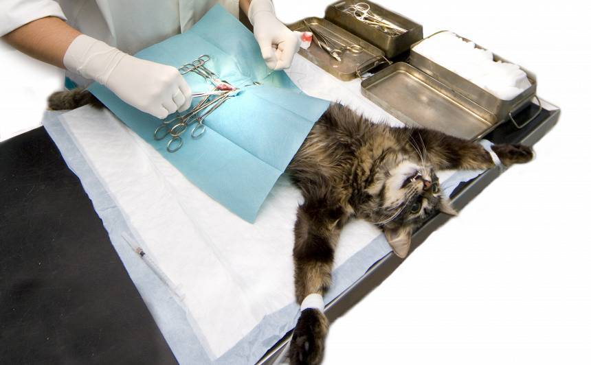 Уретростомия у котов: ход операции и последствияветлечебница рос-вет
