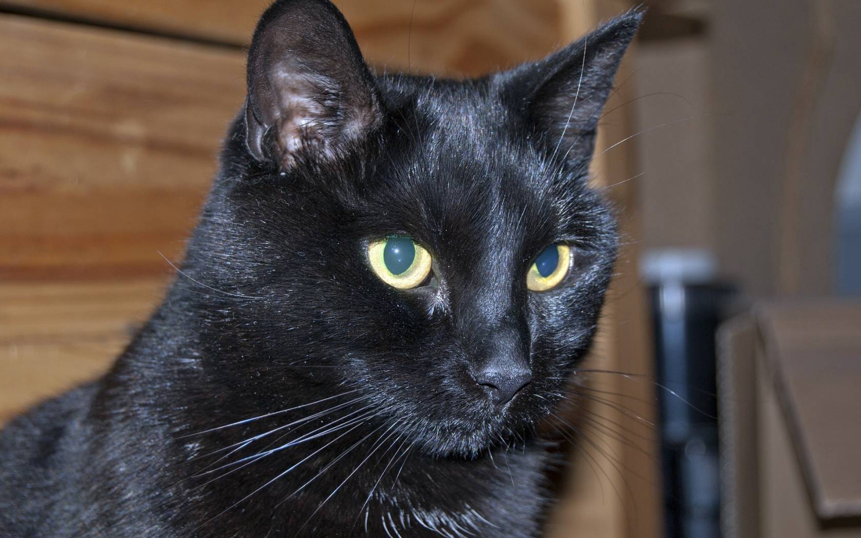 Породы черных кошек и их темперамент