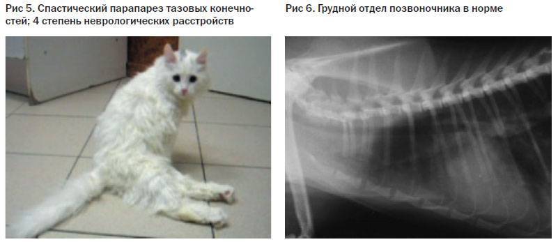 Заболевания кошек, связанные с кальцием, фосфором и витамином d
