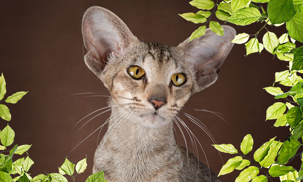 Ориентальная кошка: описание породы и характера, поведения