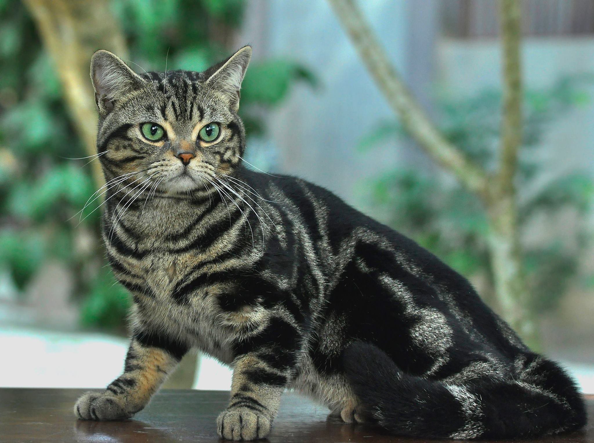 Курцхаар или американская короткошерстная кошка